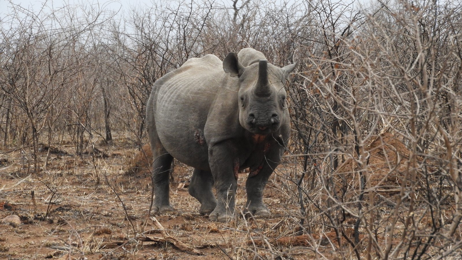 Close-up van zwarte neushoorn met deels afgezaagde hoorn.