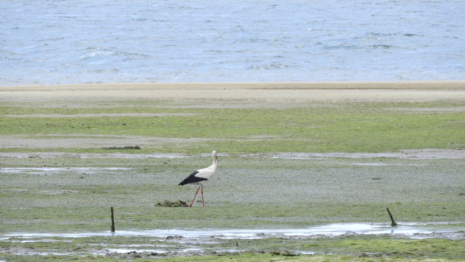 Ooievaar op geelgroene moerassige vlakte aan zee.