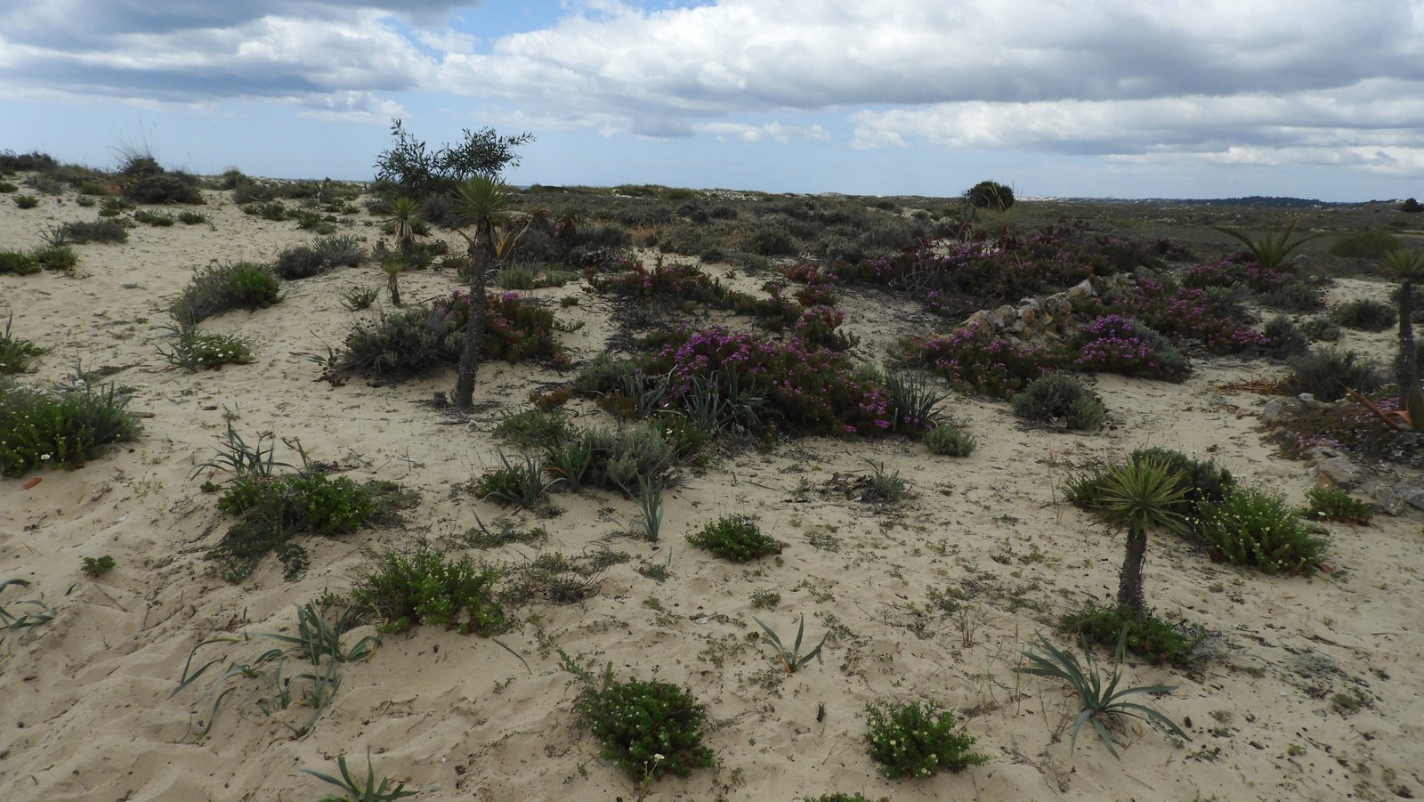Zandstrand met dorre begroeiing en paarse bloemenstruiken.