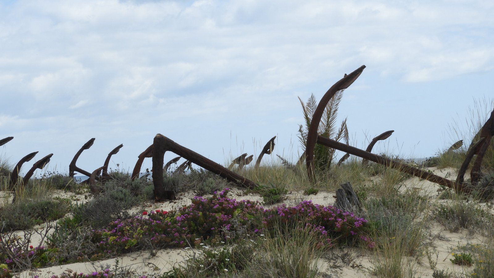 Reeks roestige ankers op duin met rode en paarse bloemen.