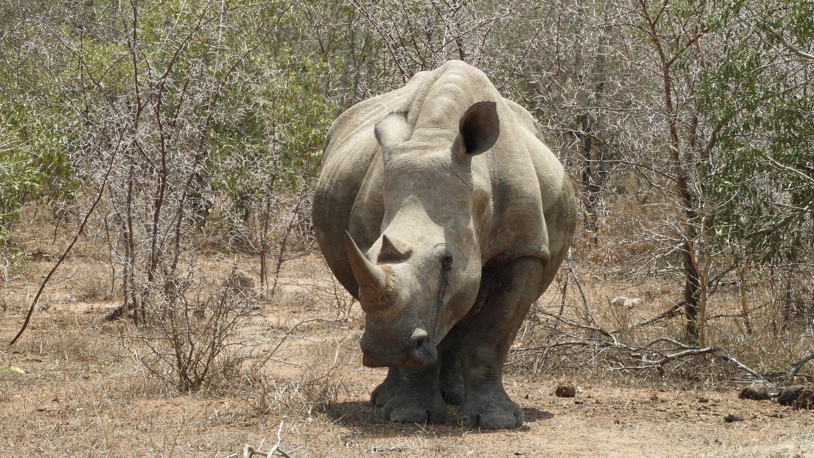 Witte neushoorn in close-up.