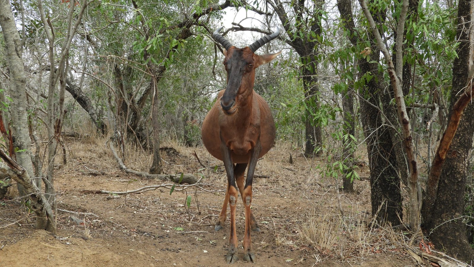 Close-up van Tsessebe, bruin met zwart aangezicht.