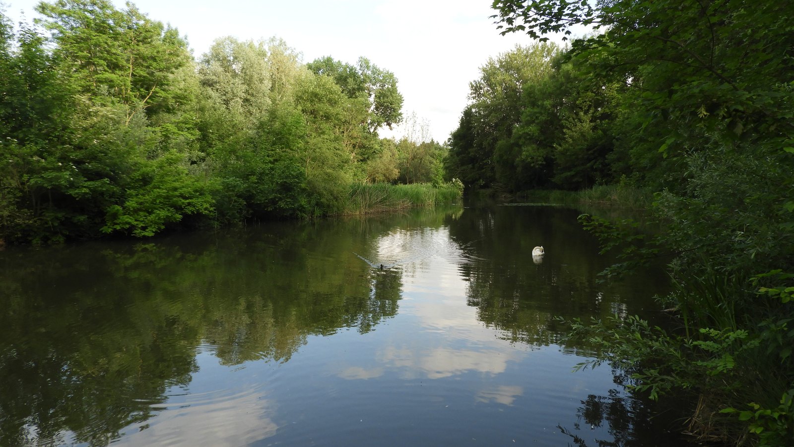 Rustig water tussen bomen.