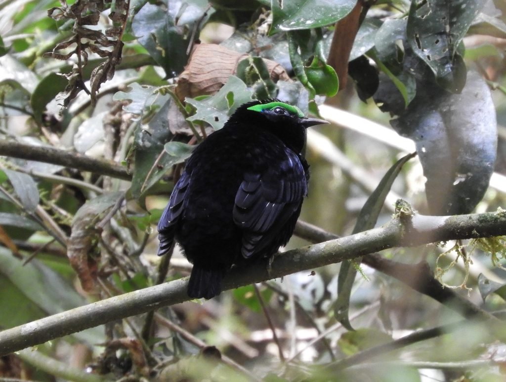 Fluweelasitie: klein zwart vogeltje met groen streep boven ogen (mannetje).