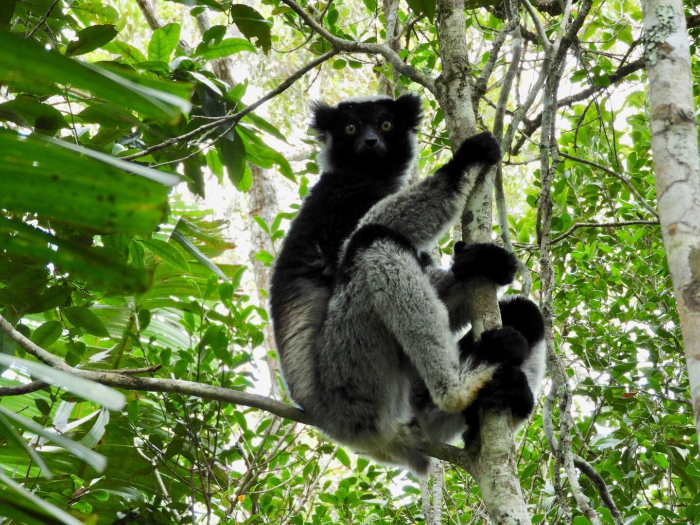 Indri (zwart-wit) in bladerdak.