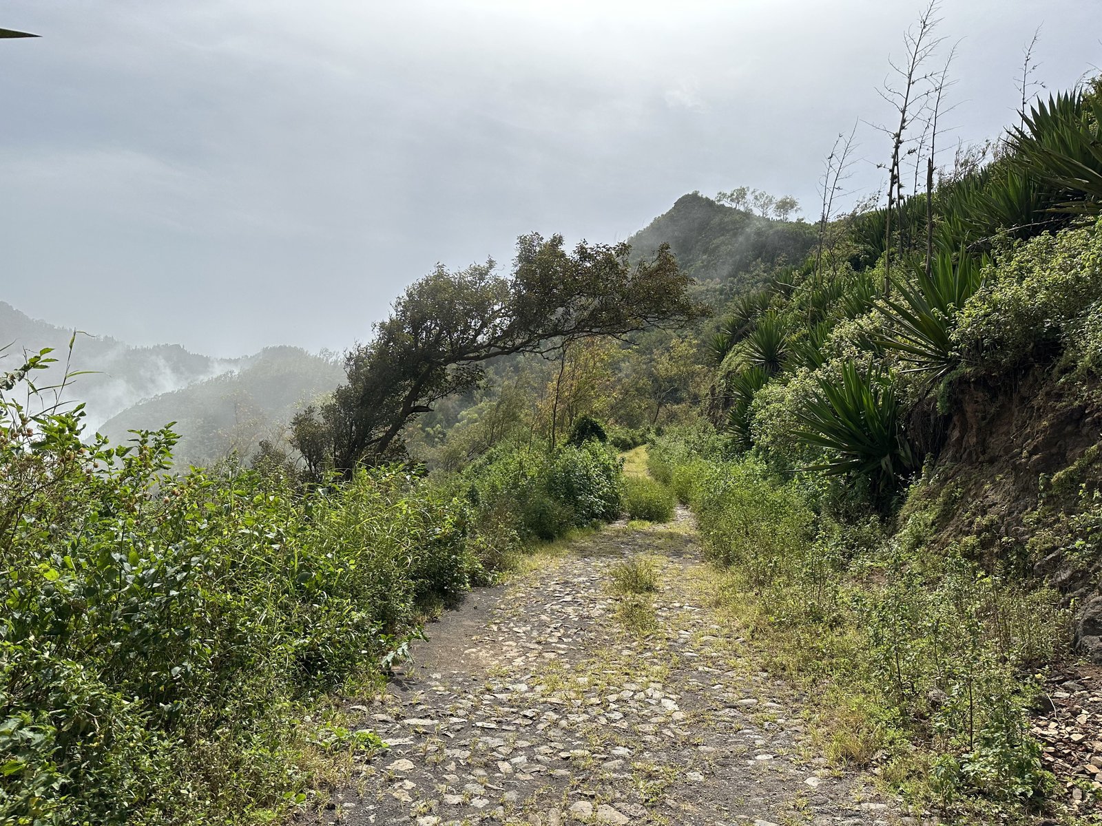 Serra Malagueta kasseiweg in tropische begroeiing.