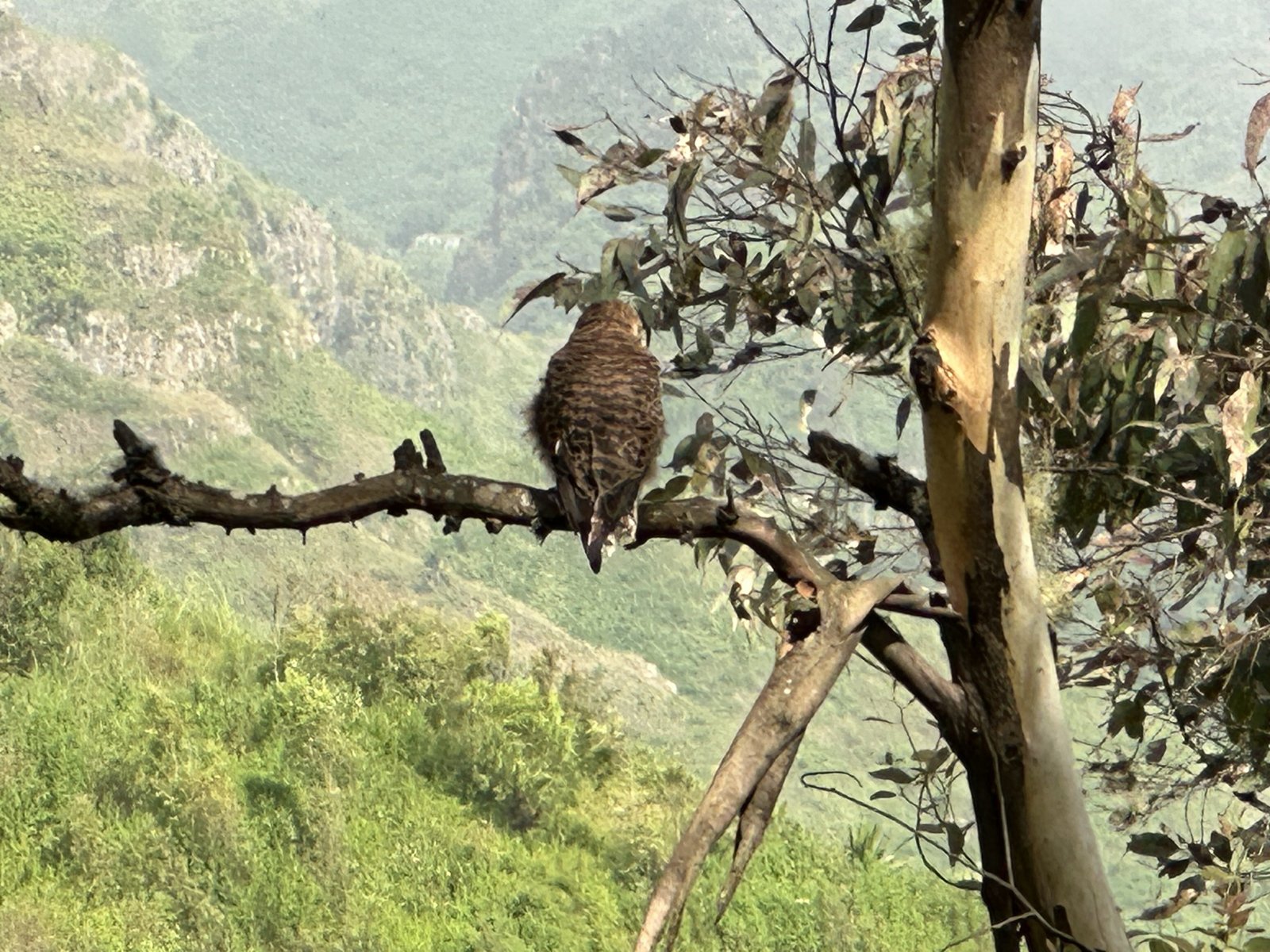 Roofvogel op tak met groene bergen op achtergrond.