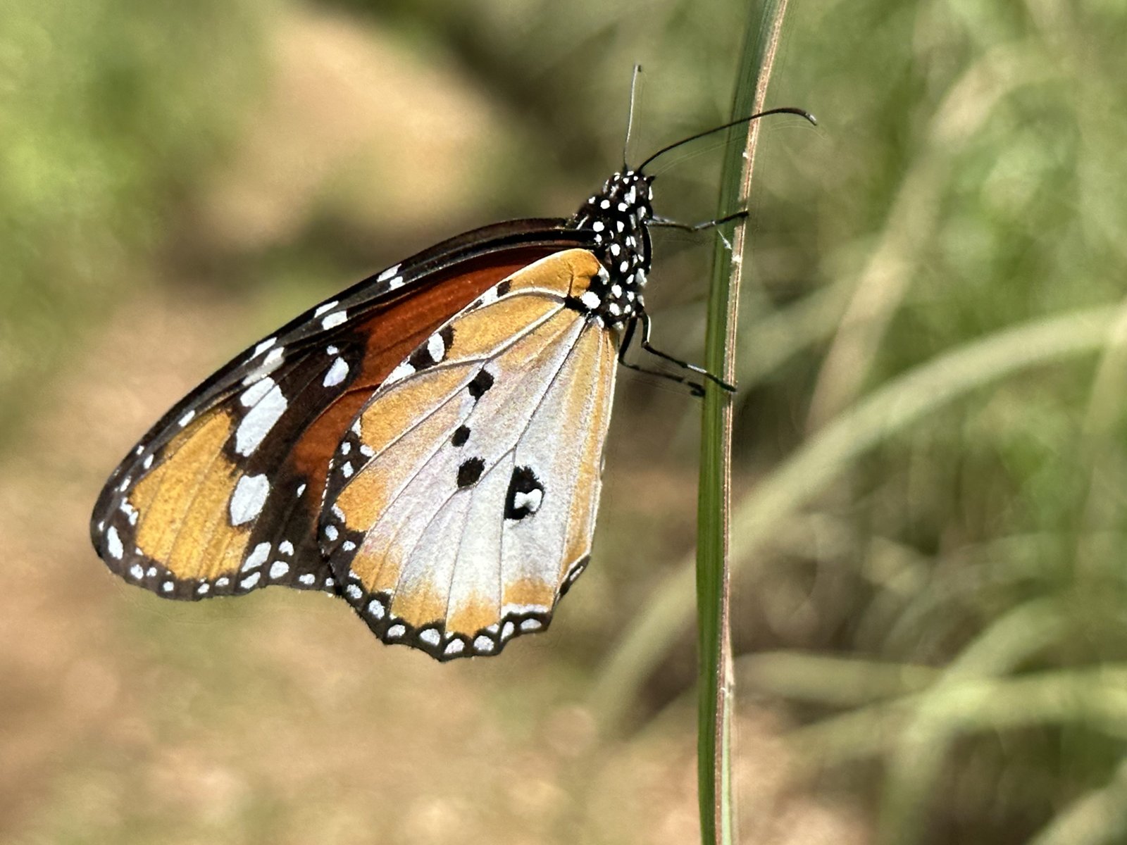 Kleine monarch vlinder: beige, wit, bruin, zwart.