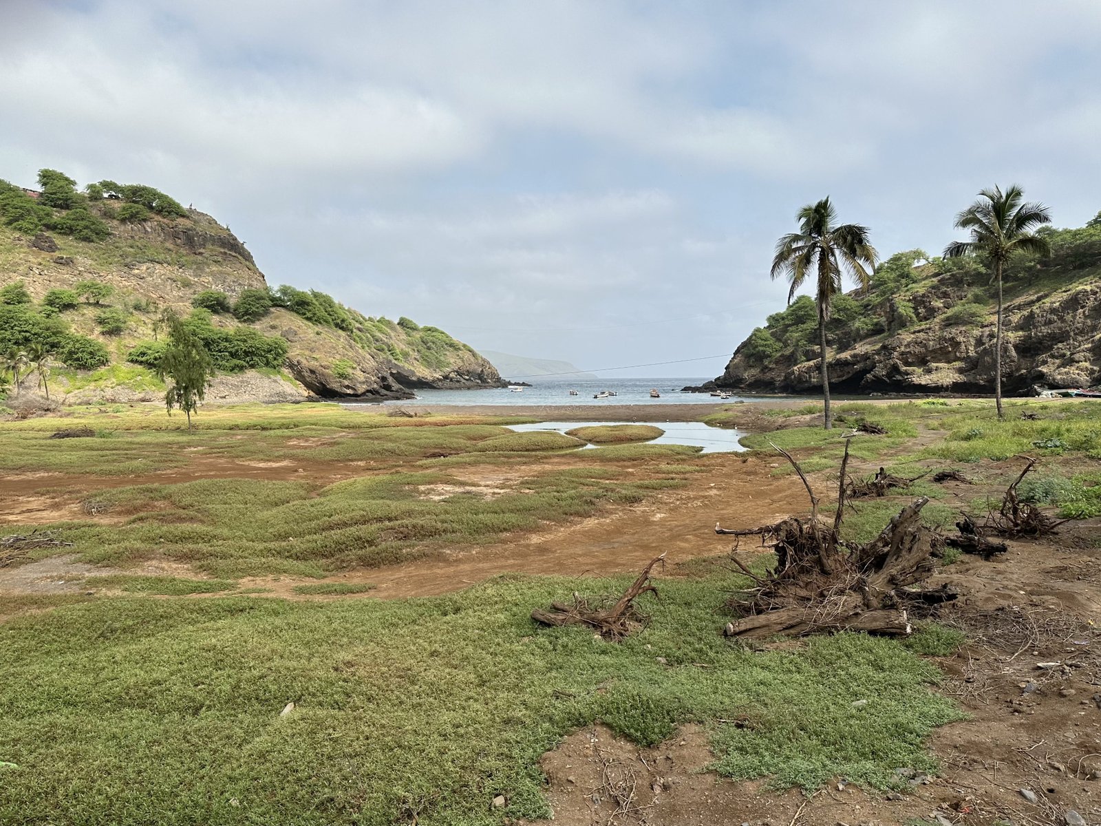 Groene, moerasachtige baai met twee palmbomen links.