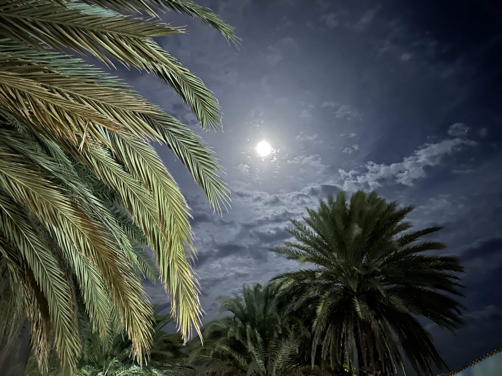 Magische sfeer opgeroepen door donkerblauwe nachtlucht, volle maan en bladeren van palmbomen.