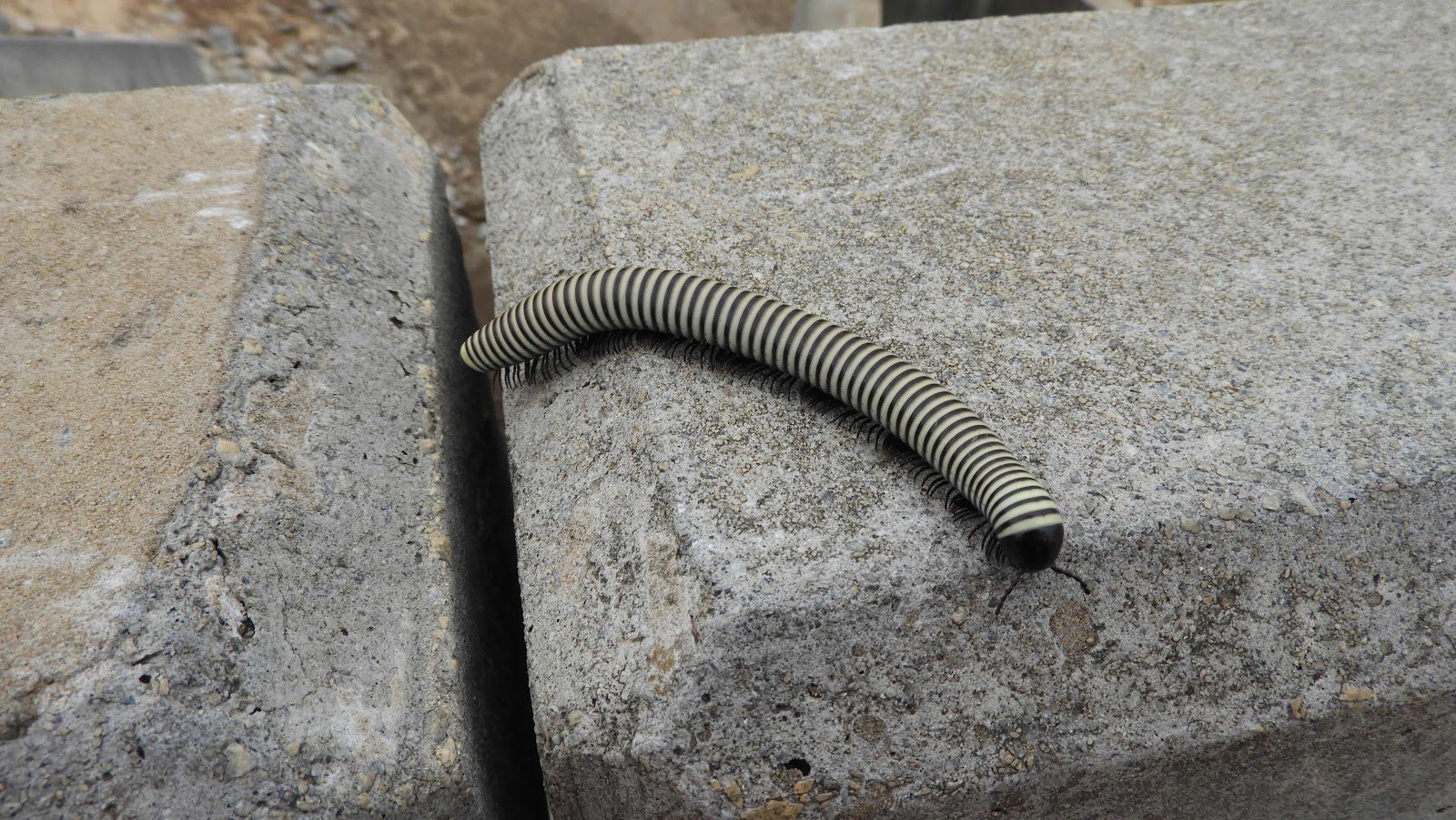 Shongololo Millipede