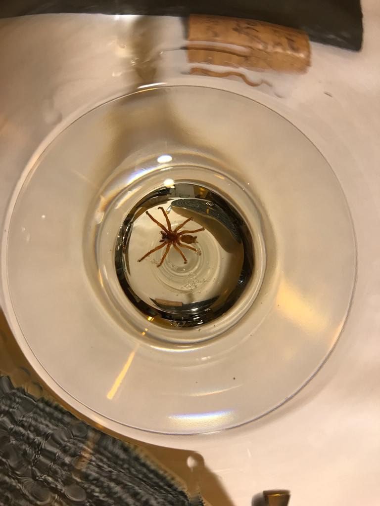 Spider in wine in Valverde, Portugal