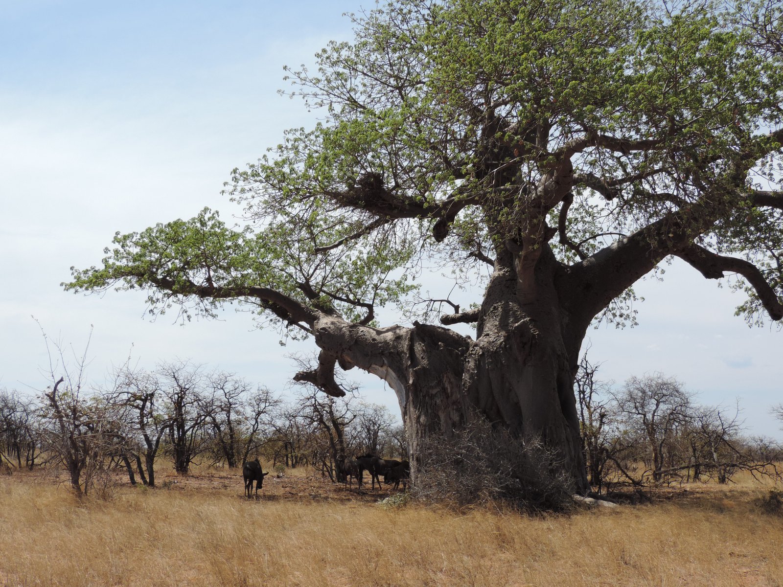 Grote baobab-boom.