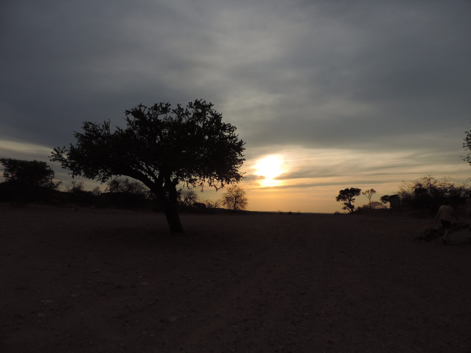 Zonsondergang met silhouet van boom.