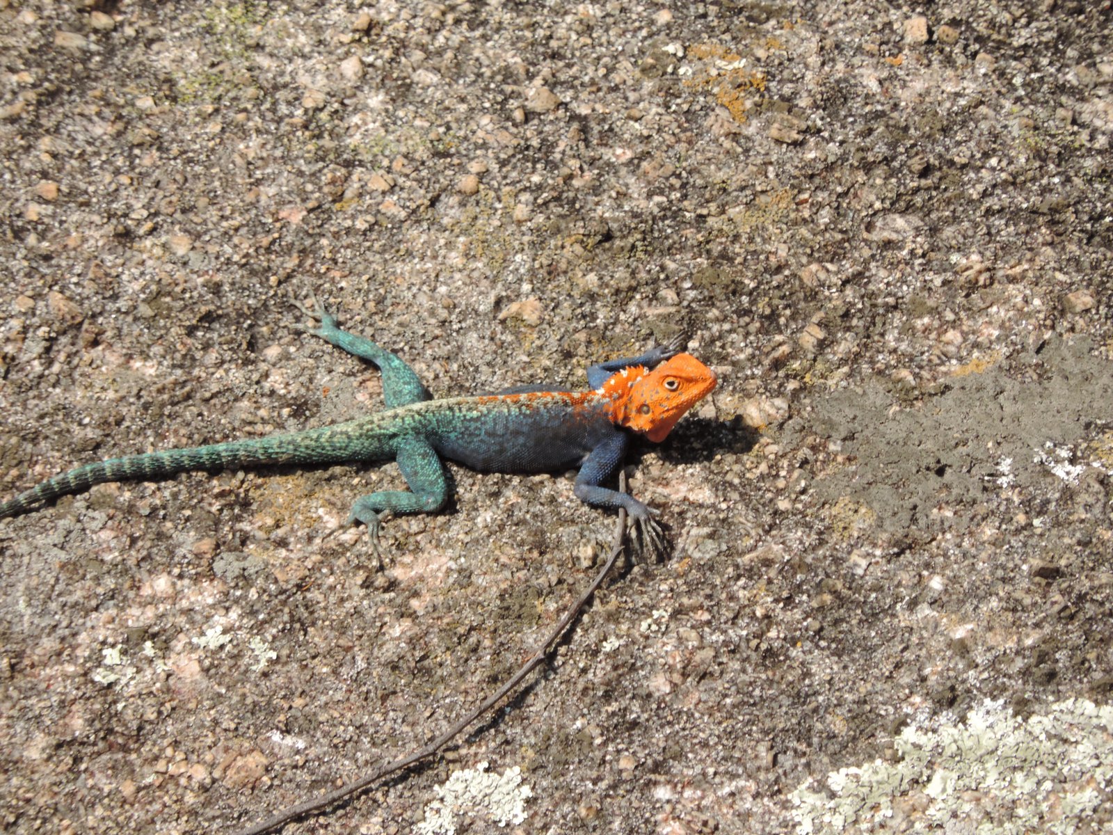 Blauwgroene hagedis met oranje hoofd.