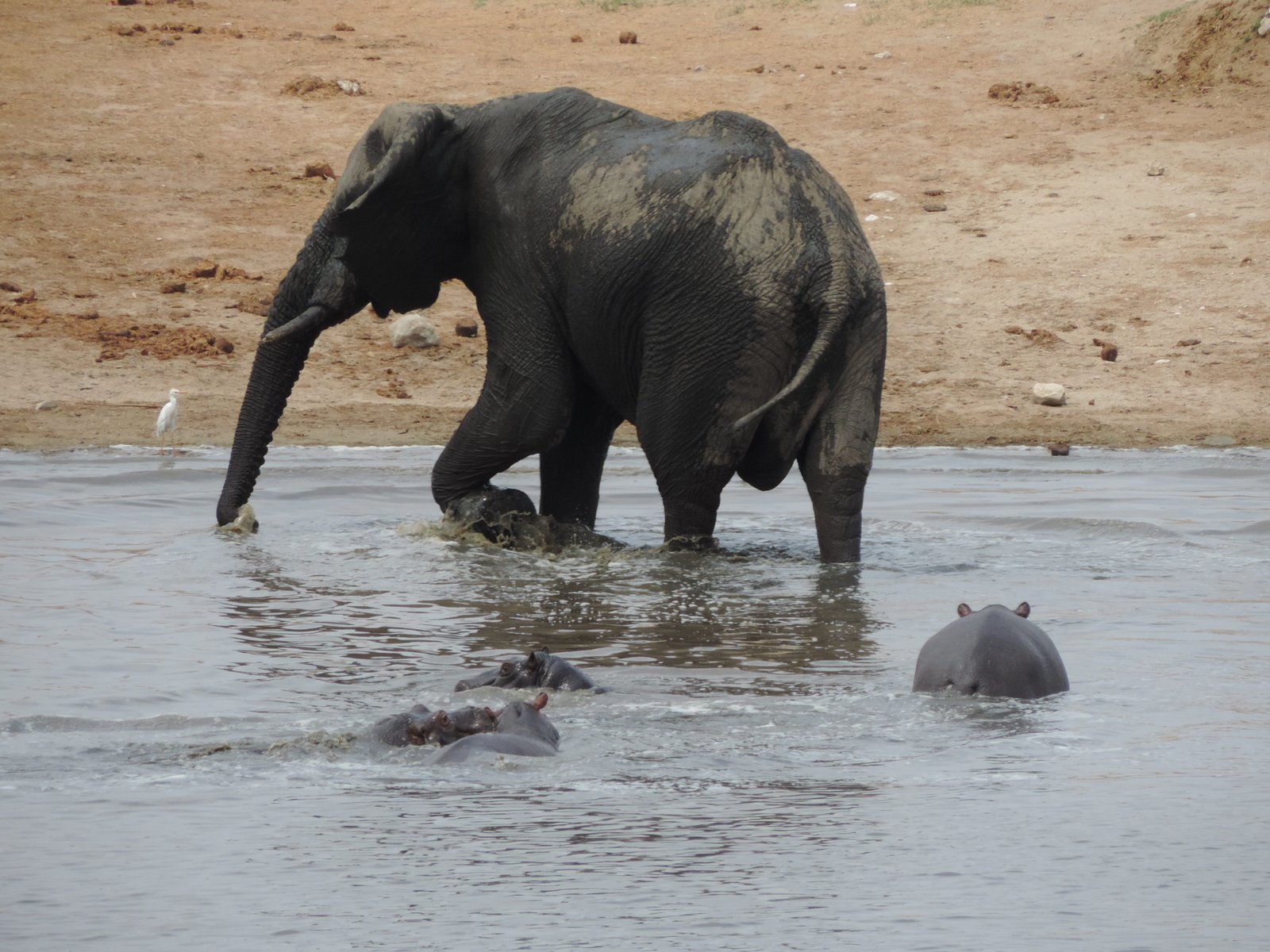 Olifant met drie jonge nijlpaarden in poel.