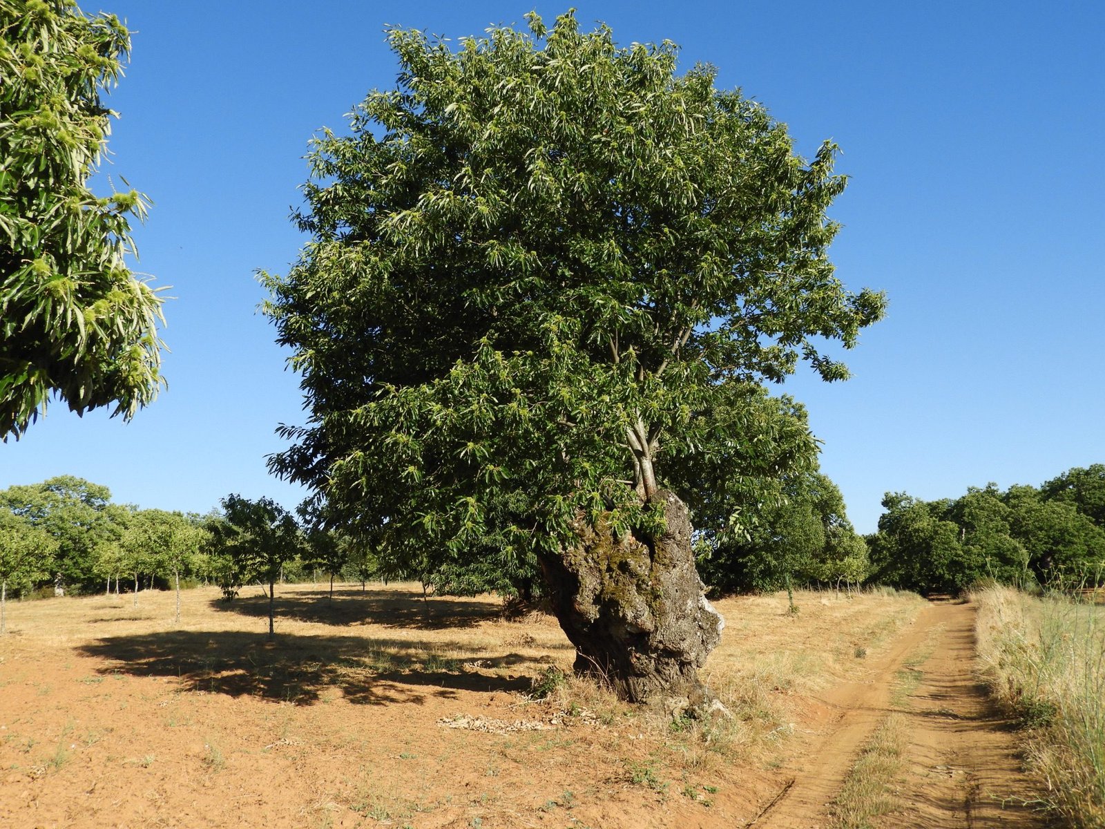 Grote kastanjeboom op geel veld.