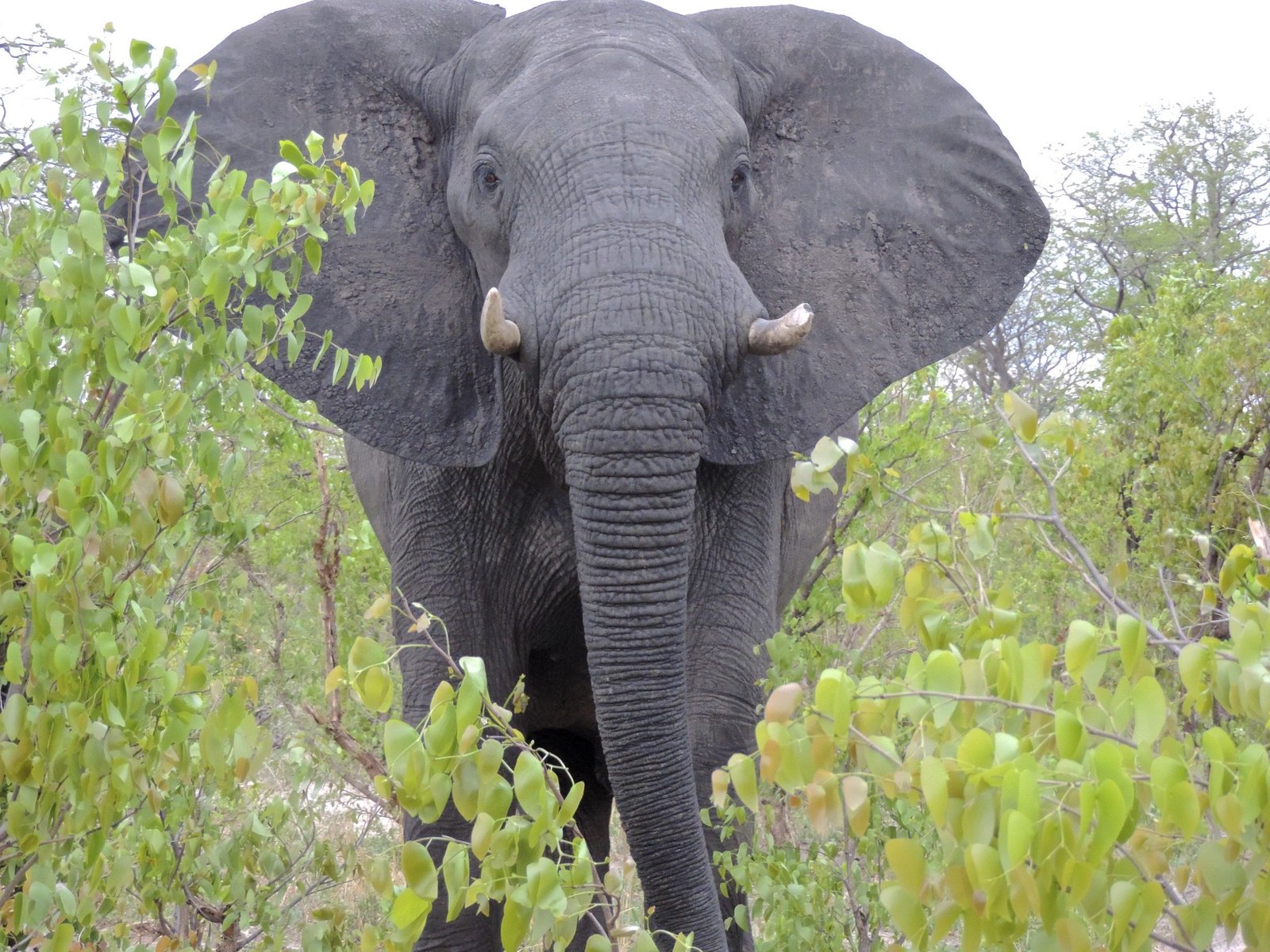 Close-up van dreigende mannetjes-olifant. 