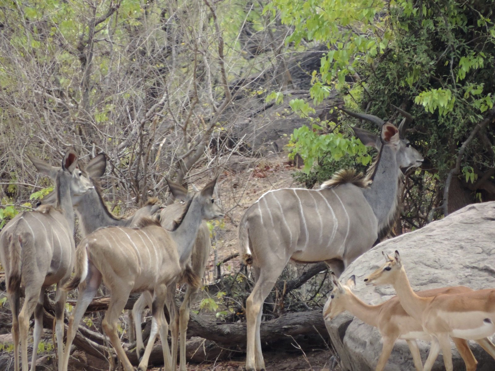 Kudu’s en springbokjes.