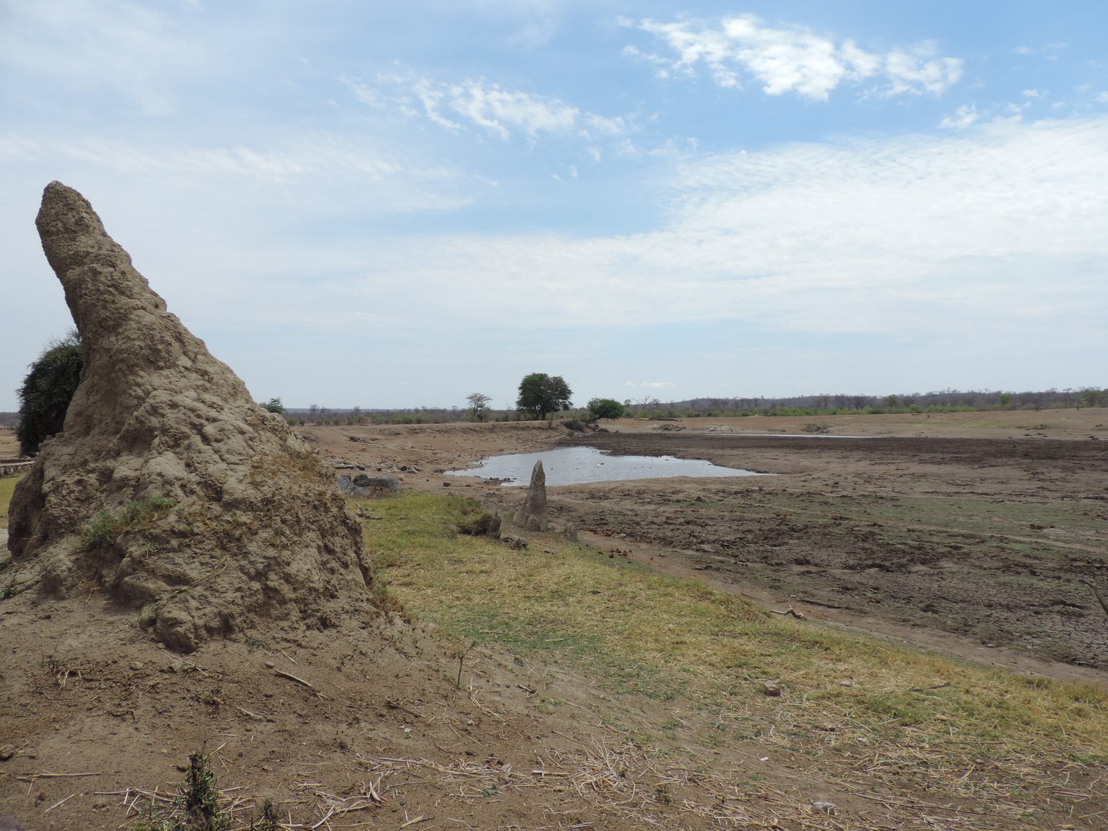 Poel met scheve termietenheuvel links.