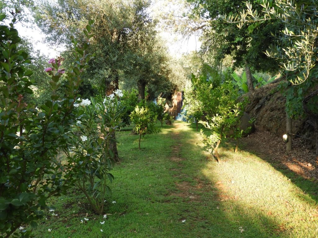 Door zon verlichte groene toegangsweg naar Quinta dos Moinhos.