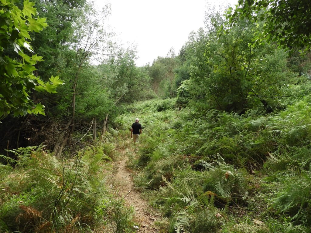 Wandelaar tussen varens en andere groene struiken.