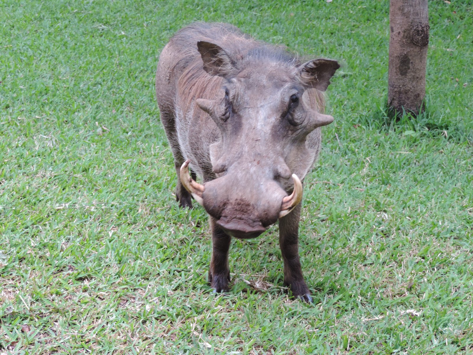 Warthog in close-up.