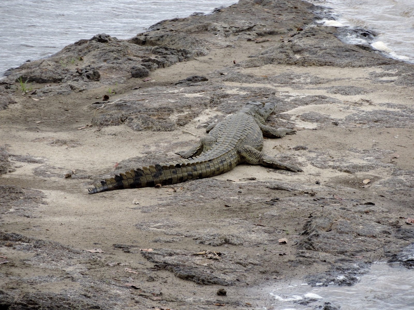 Krokodil op zandbank in de Zambezi.