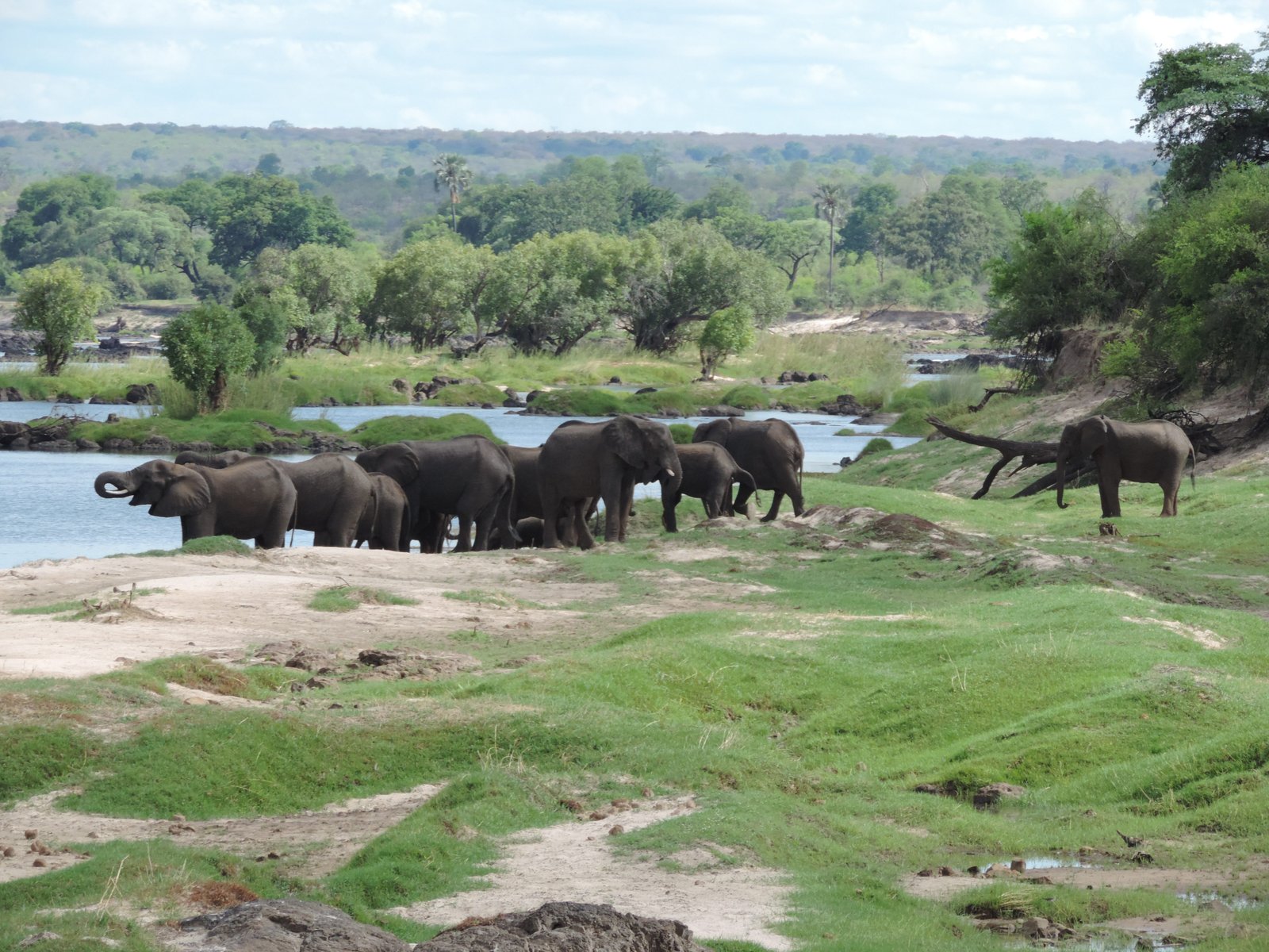 Troep stoeiende olifanten op de oever van de Zambezi.