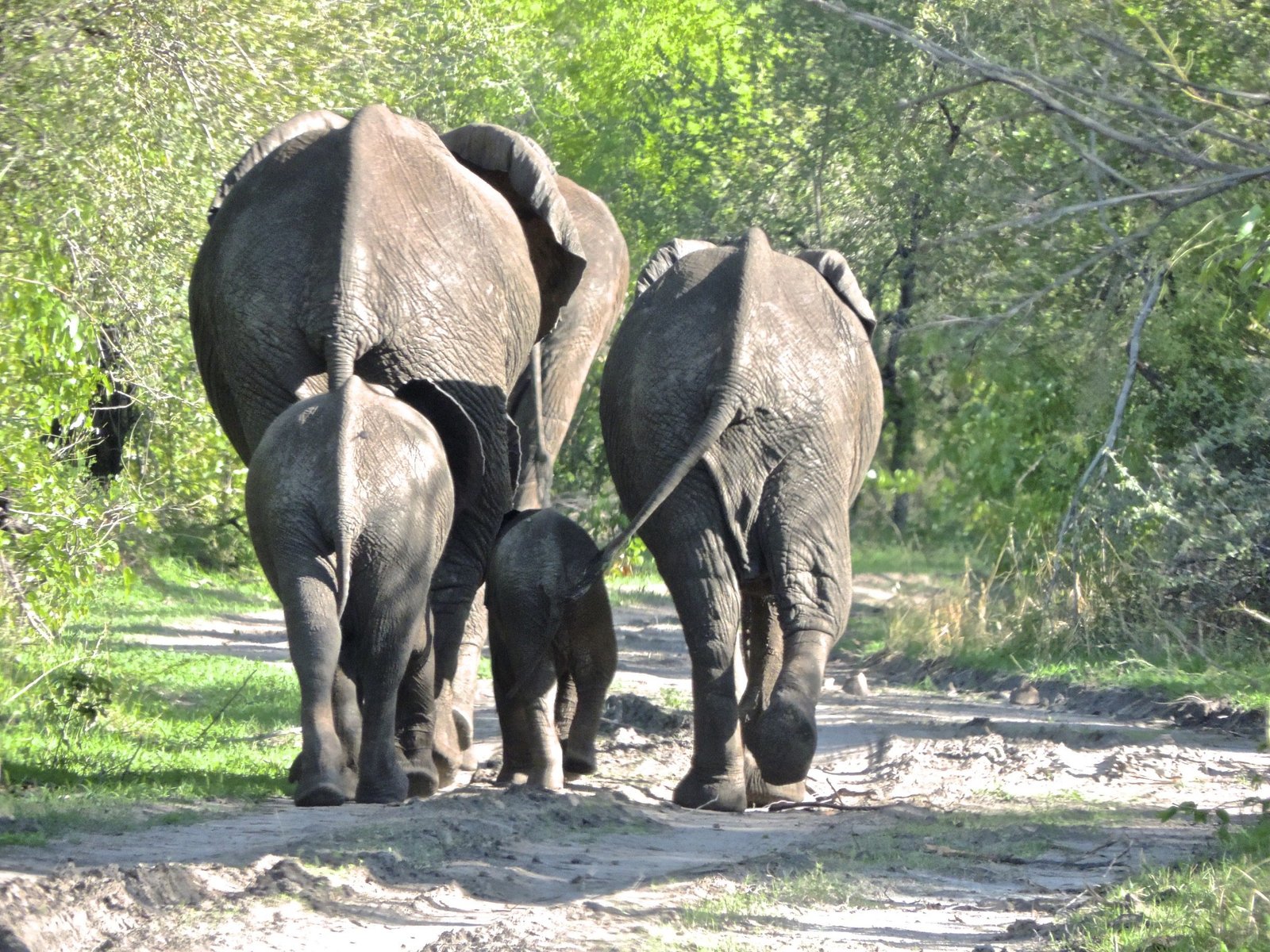 Twee grote olifanten met adolescent en kleintje.
