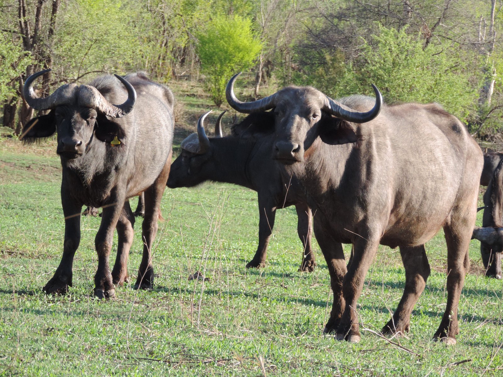 Kudde Afrikaanse buffels.