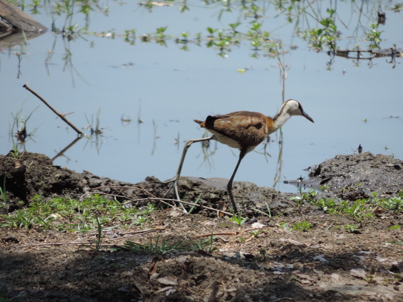 Waadvogel aan rand van rivier.