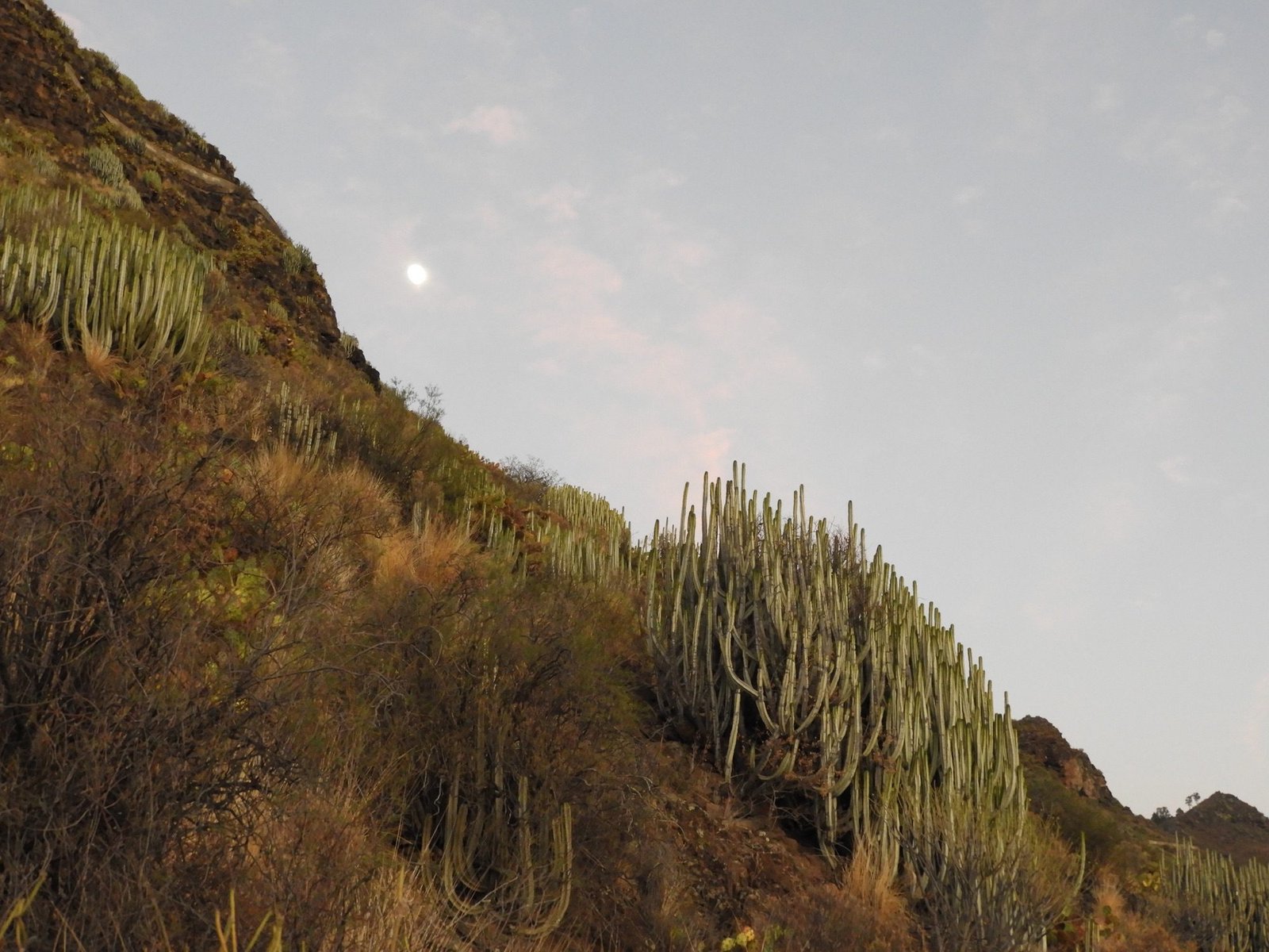 Bruine helling met cactus-achtige planten.