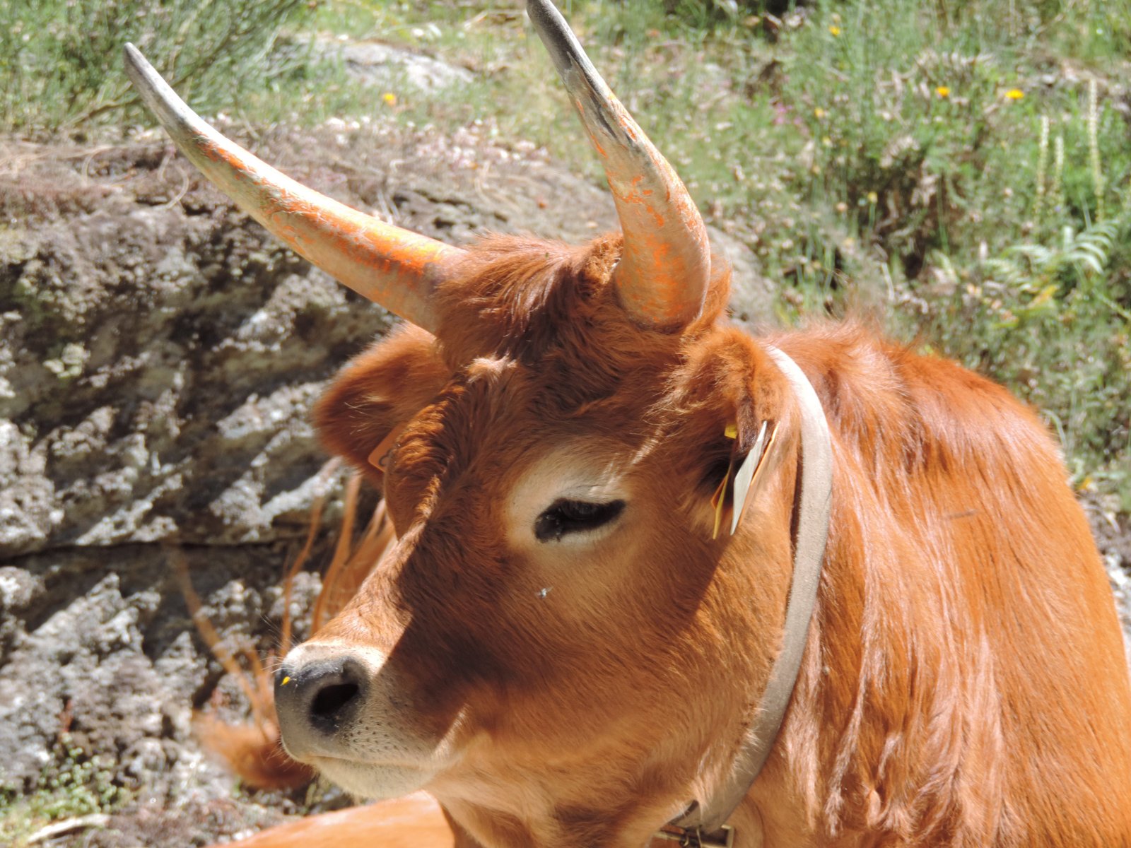 Close-up van hoofd van rosse longhorn koe. 