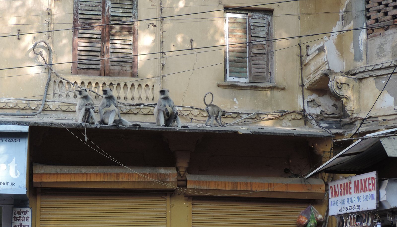 Apen in Udaipur.