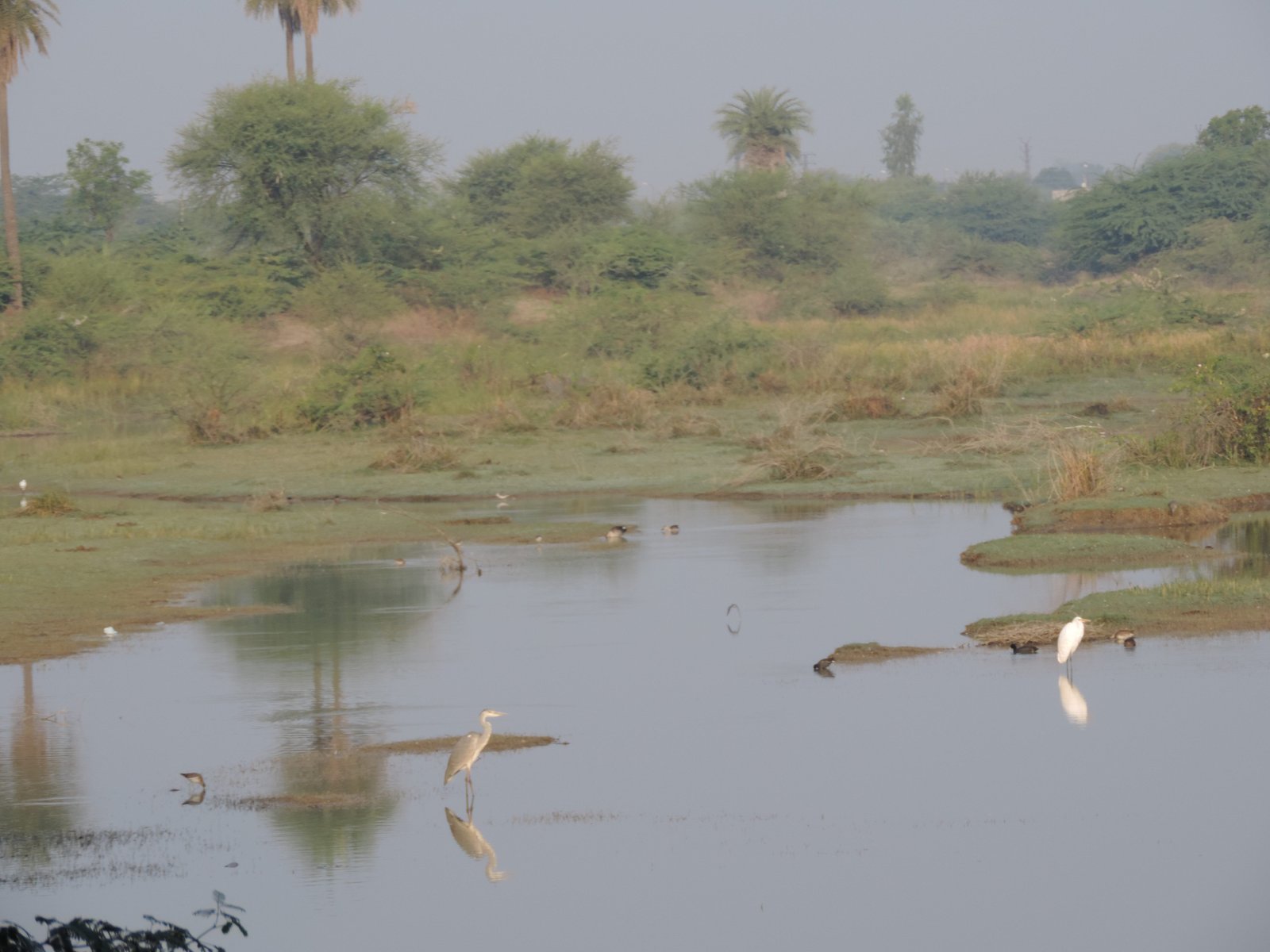 Wazig moeraslandschap met watervogels.