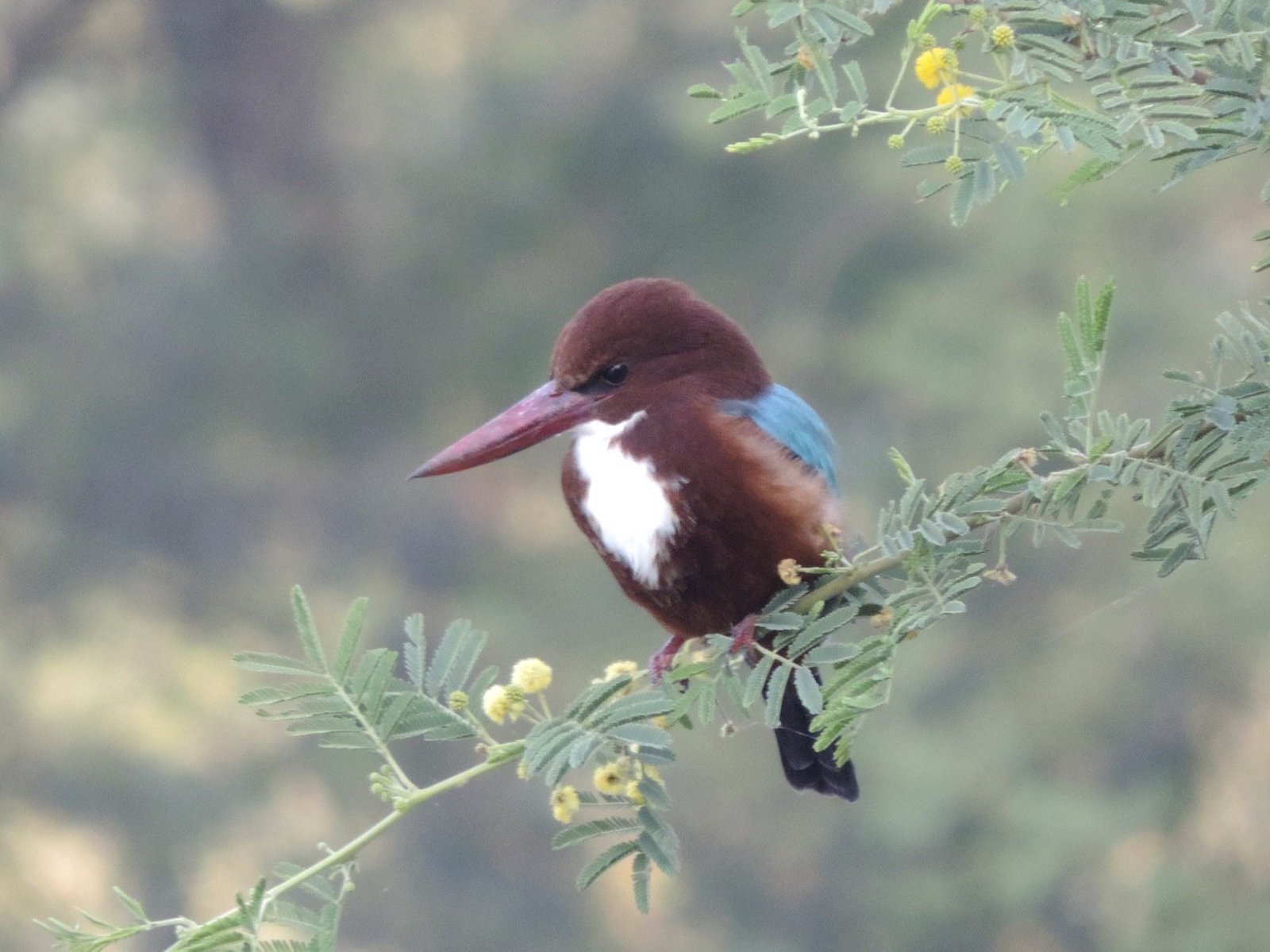 Smyrna Kingfisher.