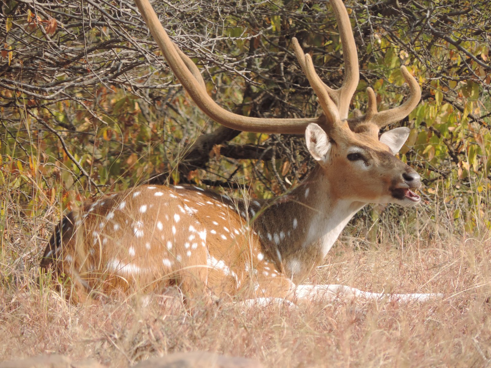 Liggend chital hert.