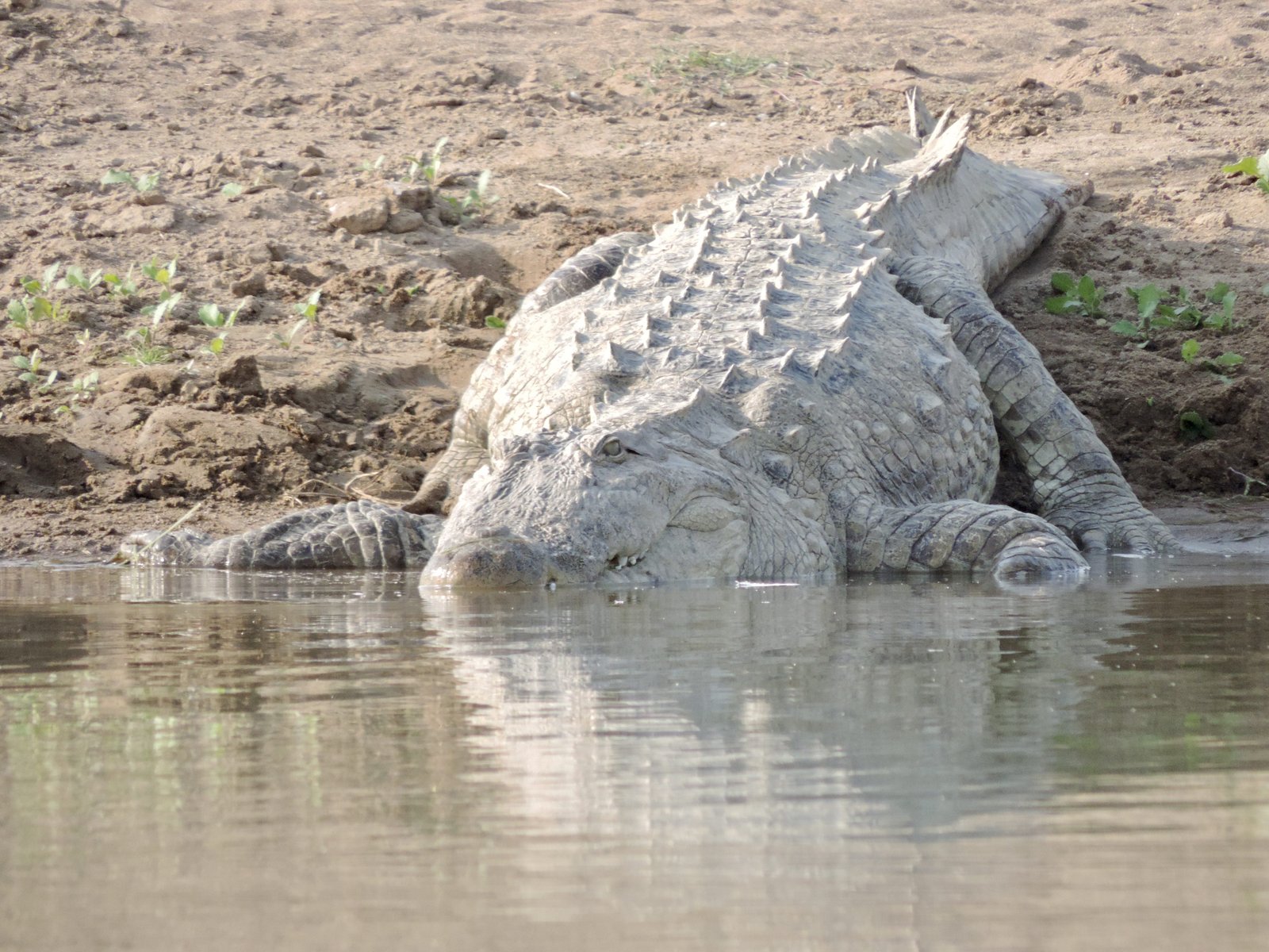 Grote krokodil aan rand van water.