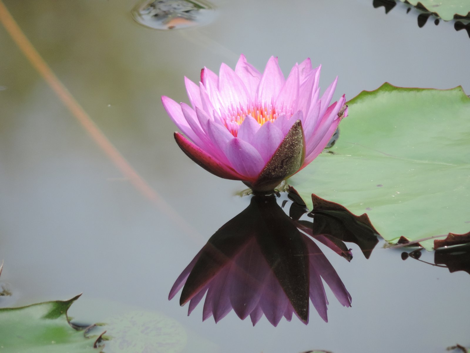 Lila Lotus-bloem op vijver.
