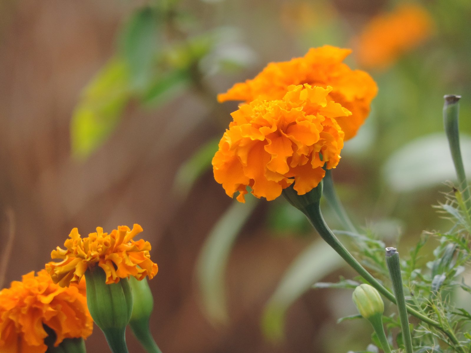 Close-up van oranje Marigolds.