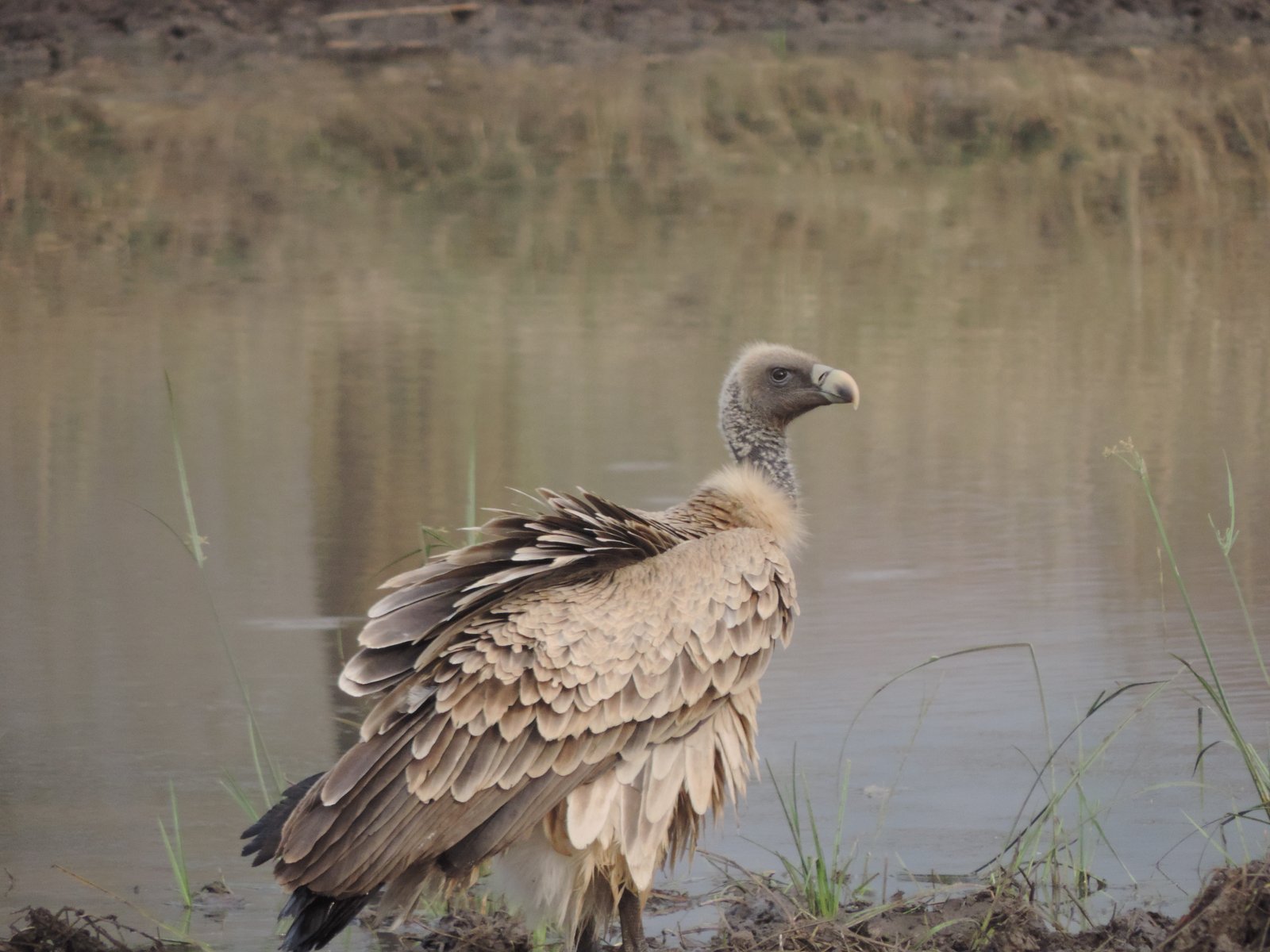 Indische gier aan de rand van water.
