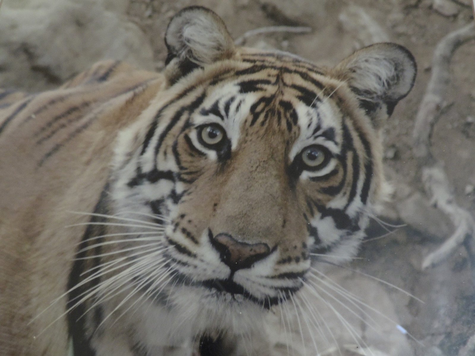 Close-up van tijger (poster in Khem villa’s).