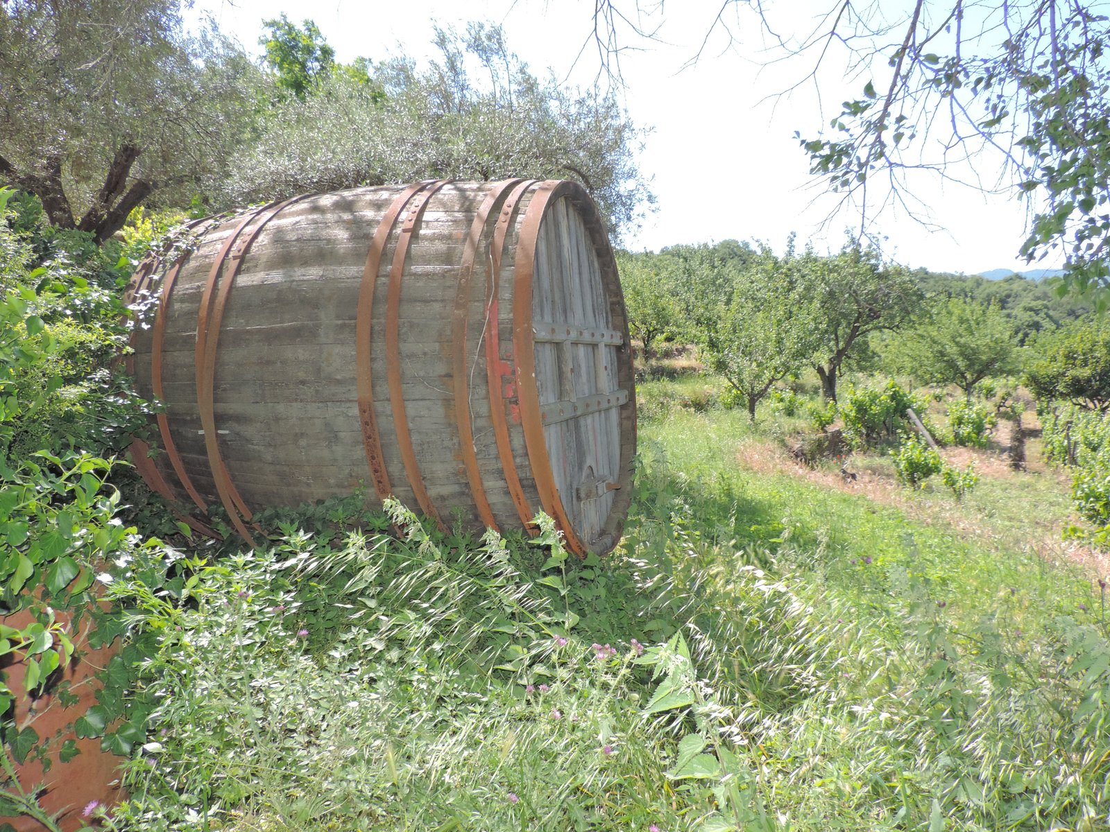Grote wijnton in groene omgeving.