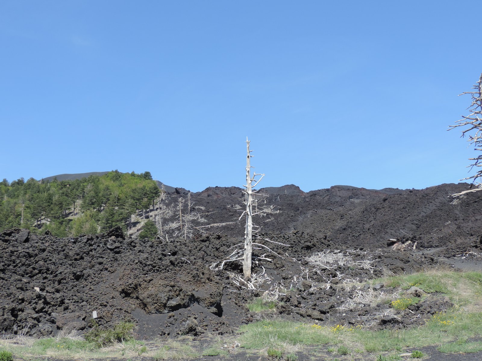 Gestolde lava-stroom met aan de rand nog een bos.