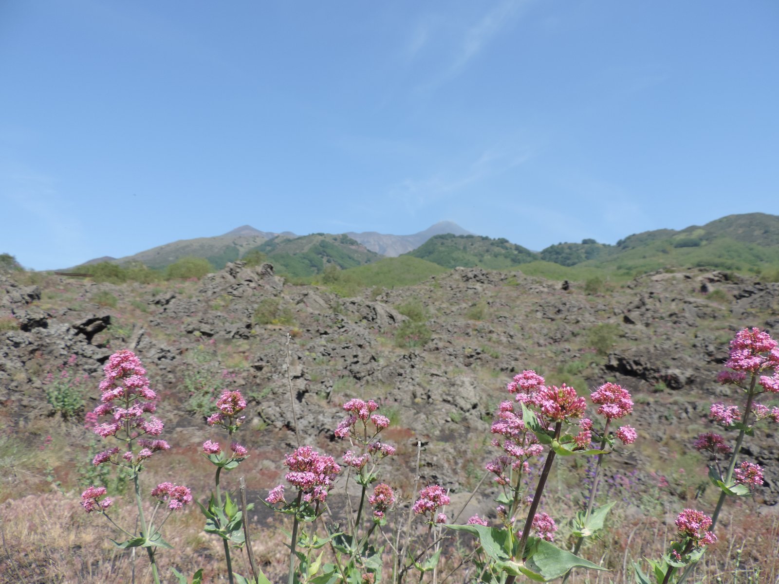 Etna-massief met roze bloemen op de voorgrond.