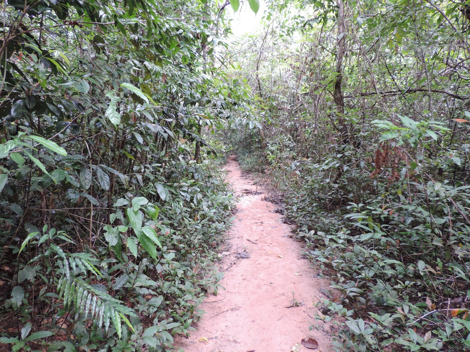Rood bospad in de jungle.