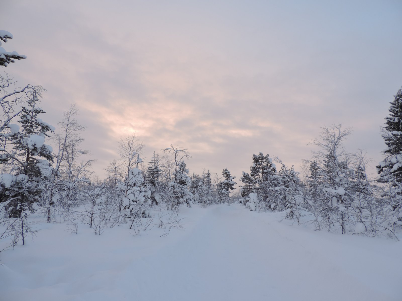 Besneeuwde sparren en rozig licht.