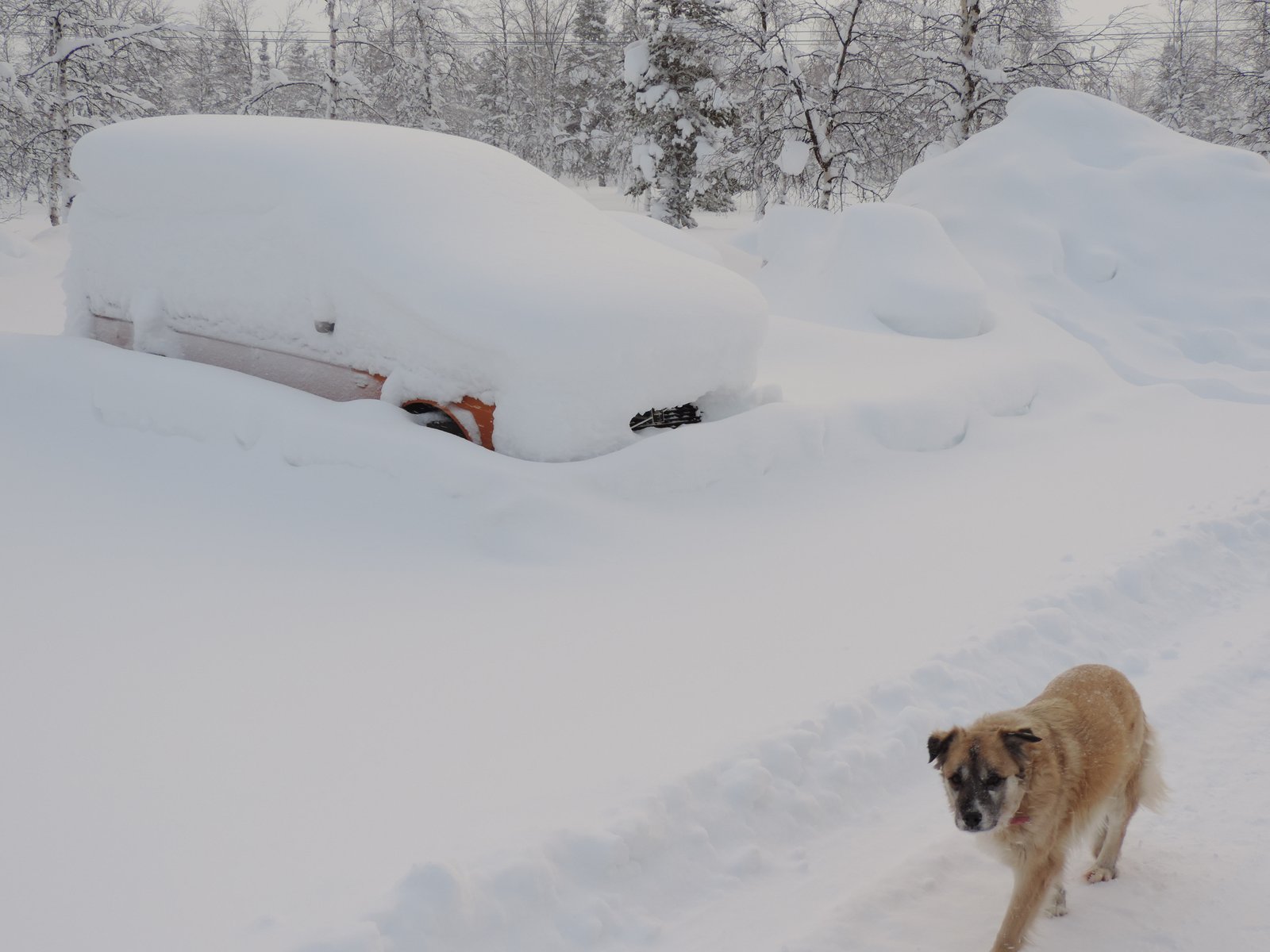 Ondergesneeuwde auto en wandelende hond.