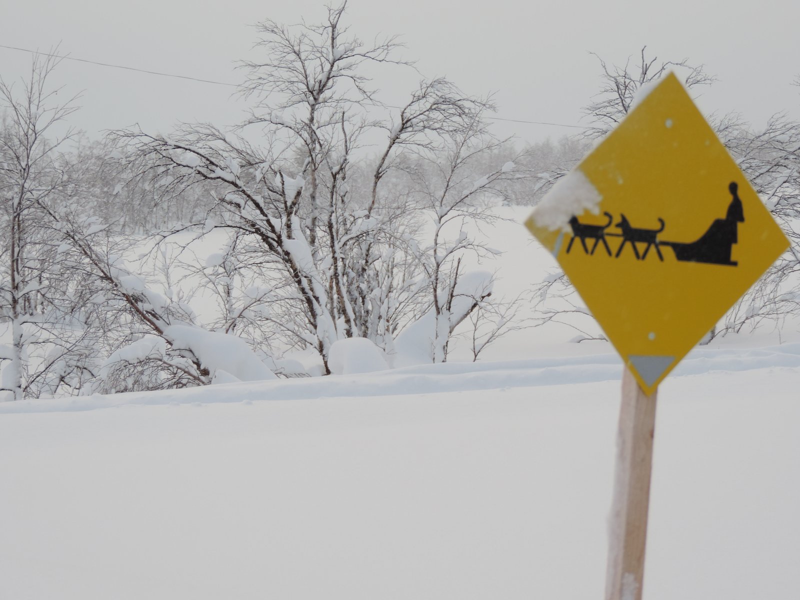 Sneeuwlandschap met verkeersbord: overstekende hondensleden.
